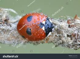 Attēlu rezultāti vaicājumam “Coccinella quinquepunctata”