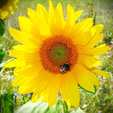 Image result for Sonnenblume