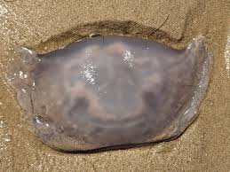 Attēlu rezultāti vaicājumam “Aurelia aurita”