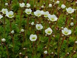 Image result for Steinbrech