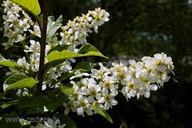 Attēlu rezultāti vaicājumam “Prunus padus var. roseiflora”