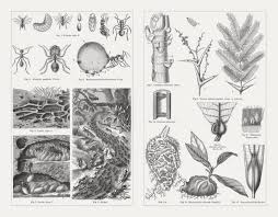 Attēlu rezultāti vaicājumam “Formica rufa pupa”