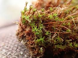 Attēlu rezultāti vaicājumam “Bryoerythrophyllum recurvirostrum sporophyte”