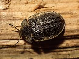 Attēlu rezultāti vaicājumam “Peltis grossa”