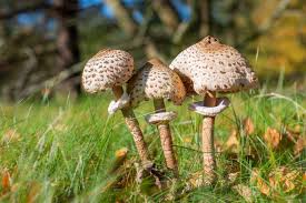 Attēlu rezultāti vaicājumam “Macrolepiota”