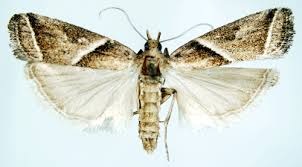 Attēlu rezultāti vaicājumam “Nyctegretis lineana”