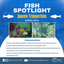 Image result for Balistes vetula