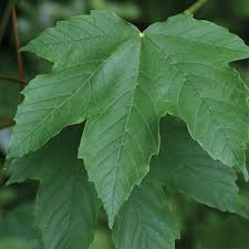 Attēlu rezultāti vaicājumam “Acer pseudoplatanus leaf”