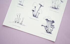 Attēlu rezultāti vaicājumam “Heyderia pusilla”