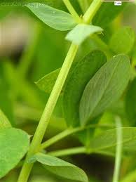 Attēlu rezultāti vaicājumam “Lathyrus japonicus subsp. maritimus flower”