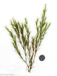 Attēlu rezultāti vaicājumam “Najas flexilis”