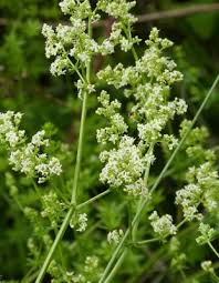 Attēlu rezultāti vaicājumam “Galium album fruit”