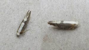 Attēlu rezultāti vaicājumam “Argyresthia spinosella”