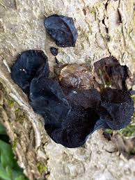 Attēlu rezultāti vaicājumam “Exidia truncata”