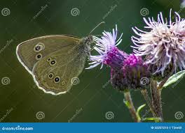 Attēlu rezultāti vaicājumam “Lopinga achine”