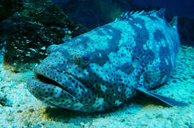 Image result for Epinephelus itajara