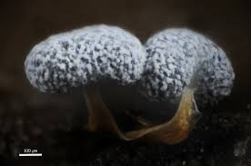 Attēlu rezultāti vaicājumam “Physarum murinum stalked”