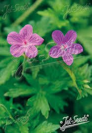 Attēlu rezultāti vaicājumam “Geranium palustre fruit”