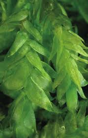 Attēlu rezultāti vaicājumam “Plagiothecium succulentum”