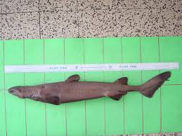 Image result for Dalatias licha