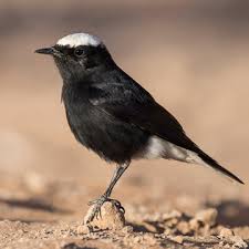 Image result for Oenanthe leucopyga