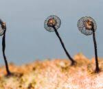 Attēlu rezultāti vaicājumam “Cribraria cancellata var. fusca”