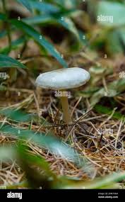 Attēlu rezultāti vaicājumam “Collybia tuberosa”