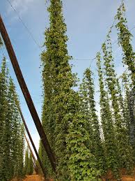 Attēlu rezultāti vaicājumam “Humulus lupulus”