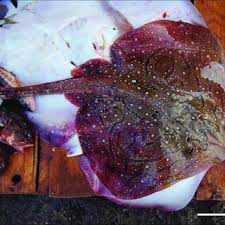 Image result for Raja radula