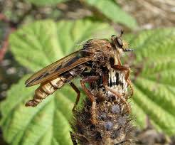 Attēlu rezultāti vaicājumam “Asilus crabroniformis”