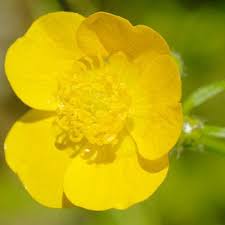 Attēlu rezultāti vaicājumam “Ranunculus lanuginosus bud”