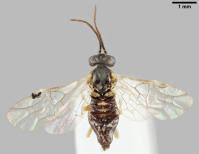 Attēlu rezultāti vaicājumam “Euura pedunculi”