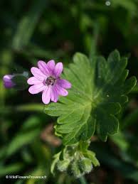 Attēlu rezultāti vaicājumam “Geranium molle flower”