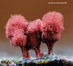 Attēlu rezultāti vaicājumam “Diderma montanum var. album spores”