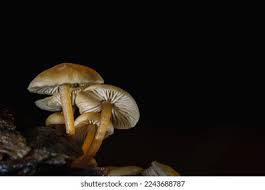 Attēlu rezultāti vaicājumam “Strobilurus esculentus”