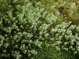 Attēlu rezultāti vaicājumam “Pohlia”