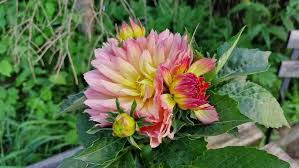 Image result for Dahlia hybrid.