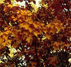 Attēlu rezultāti vaicājumam “Acer pseudoplatanus fo. purpurascens leaf”