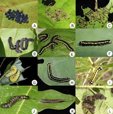 Attēlu rezultāti vaicājumam “Drepanidae”