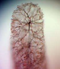 Attēlu rezultāti vaicājumam “Stemonitopsis hyperopta var. landewaldii stalked”