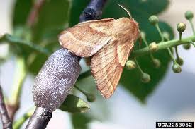 Attēlu rezultāti vaicājumam “Malacosoma castrensis larva”