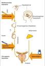 Hormone Therapy Helps To Restore The Internal Walls, Form And ...