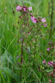 Attēlu rezultāti vaicājumam “Pedicularis palustris”