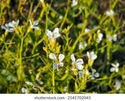 Attēlu rezultāti vaicājumam “Raphanus raphanistrum flower”