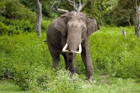 Asian elephant