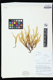 Attēlu rezultāti vaicājumam “Reticularia jurana young”