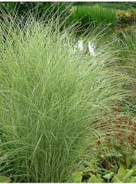 Image result for Miscanthus sinensis Zebrina