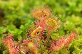 Attēlu rezultāti vaicājumam “Drosera rotundifolia flower”