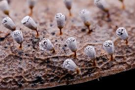 Attēlu rezultāti vaicājumam “Craterium minutum spores”