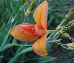 Image result for Pardancanda norrisii